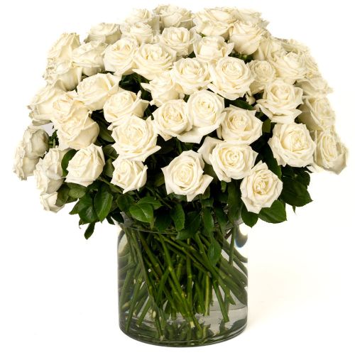 100 White Roses 