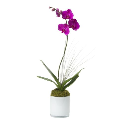 Single Stem Purple Phalaenopsis Orchid 